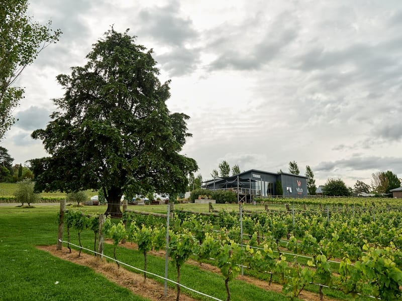 Vignobles et Côtes de Gascogne : les vins du Gers