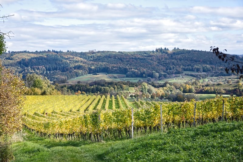 Vignobles et Côtes de Gascogne : les vins du Gers